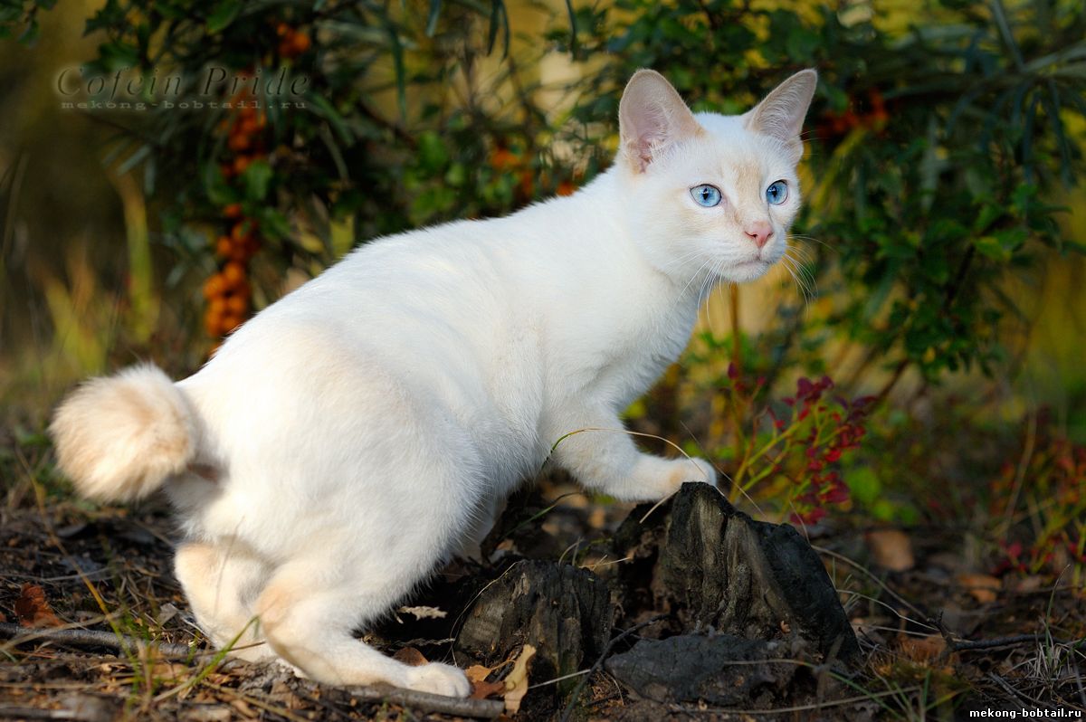 mekong bobtail kitten for sale cream-point